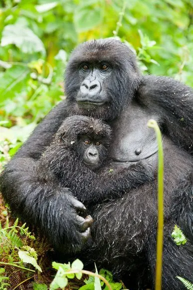 Gorilla trekking in Rwanda Photo: Audley Travel