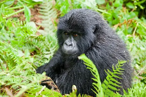 Gorilla trekking in Rwanda Photo: Audleytravel.com