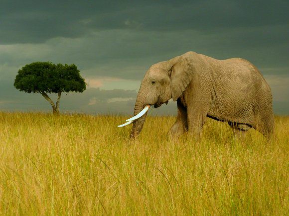 Elephant in the Masai Mara, Kenya Photo: Audley Travel