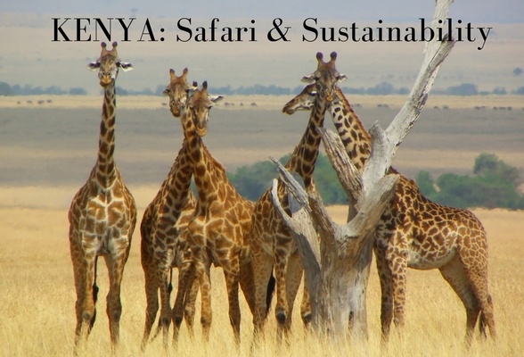 Kenya: Safari and Sustainability