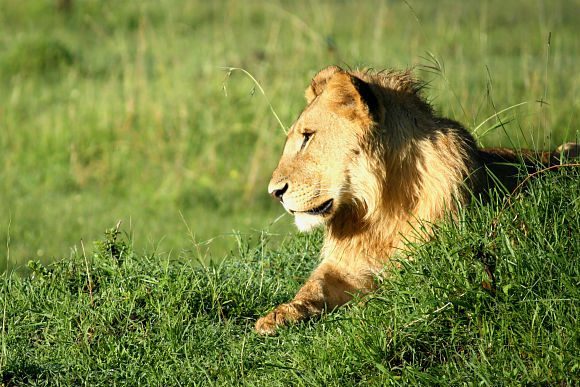 Lion, Masai Mara, Kenya Photo: Audley Travel