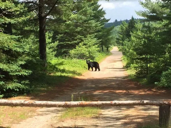 Watching a Black Bear at Algonquin