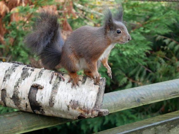 Red squirrel at Bristish Wildlife centre taken with Lumix GX80