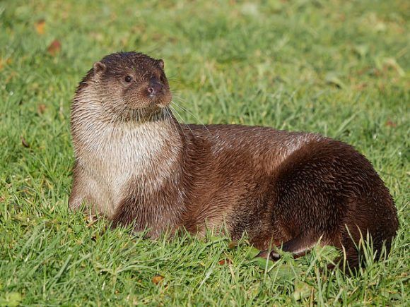 Otter at the British Wildlife Centre taken with Panasonic Lumix GX80