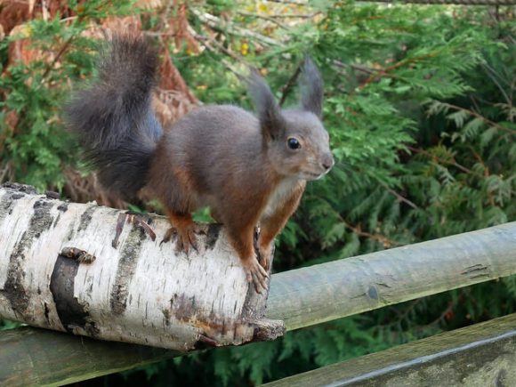 Red squirrel at Bristish Wildlife centre taken with Lumix GX80