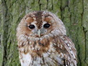 Tawny owl at the British Wildlife Centre photographed with Lumix GX80