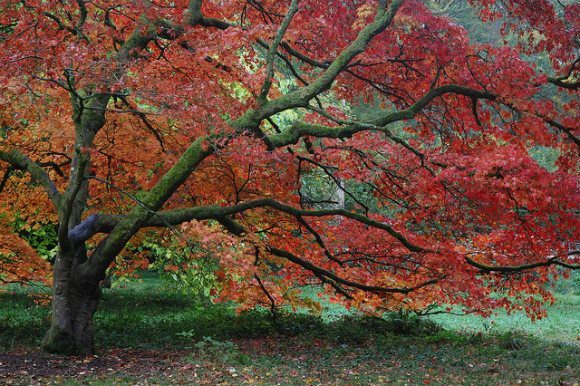 Autumn at Westonbirt Arboretum Photo: Chris Callaghan