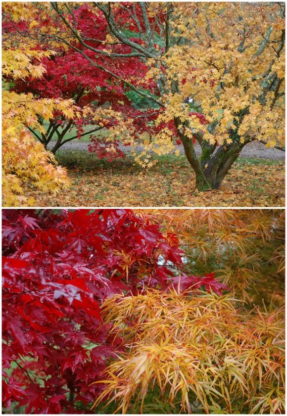 Autumn at Westonbirt Arboretum Photo: Chris Callaghan