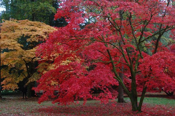 Westonbirt Arboretum Photo: Chris Callaghan