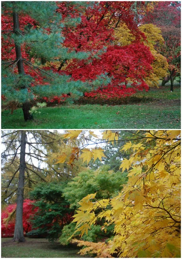 Westonbirt Arboretum Photo: Chris Callaghan