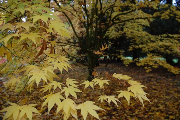 Autumn at Westonbirt Arboretum Photo: Chris Callaghan