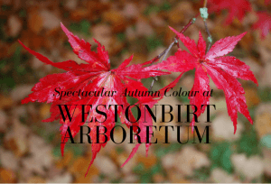 Westonbirt Arboretum autumn colour