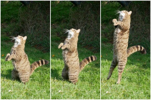 Wild Cat photographed with Lumix GX80 4G in our Lumix GX80 Tutorial