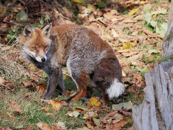 Fox at British Wildlife Centre Photo: Heatheronhertravels.com