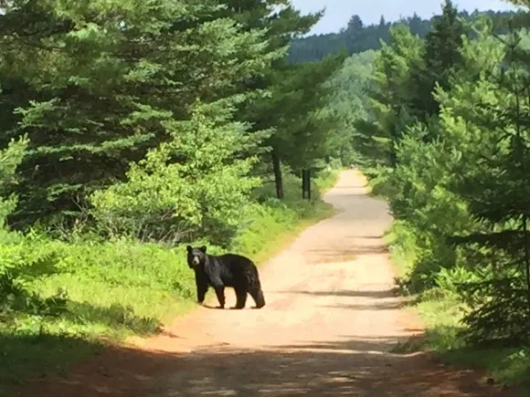 Bear at Algonquin Photo: Heatheronhertravels.com