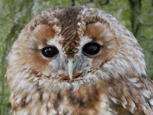 Owl at British Wildlife Centre Photo: Heatheronhertravels.com