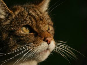 Scottish Wildcat Photo by Phil Gould