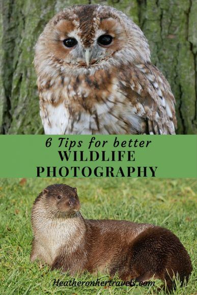 Read about 6 tips for better wildlife photography