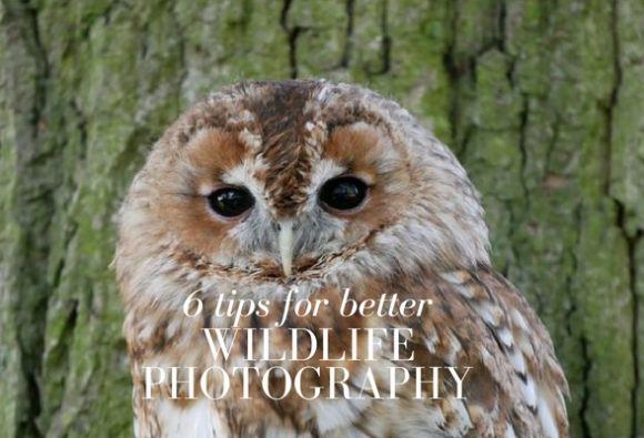 6 tips for better wildlife photography