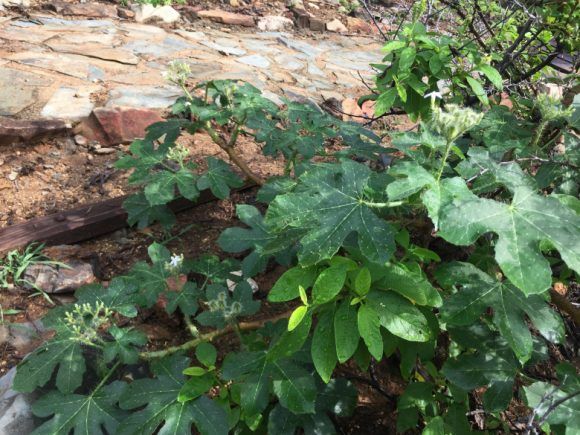 Bringamosa plant Arikok national Park, Aruba Photo: Heatheronhertravels.com