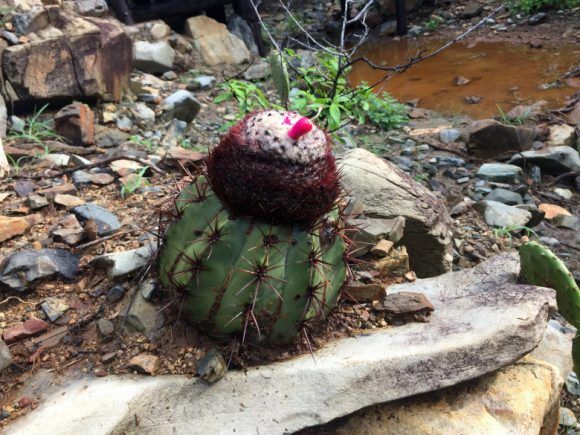 Cactus in Arikok National Park Photo: Heatheronhertravels.com