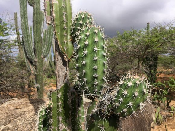 Arikok national Park Aruba Hikes Photo: Heatheronhertravels.com