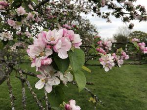 Apple blossom near Lurgashall West Sussex