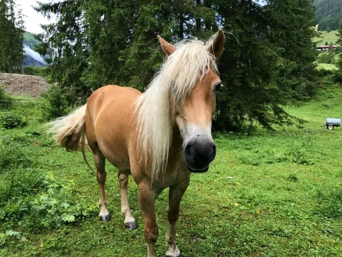 Narandi Permaculture, Kleinwalsertal, Vorarlberg, Austria Photo: Heatheronhertravels.com