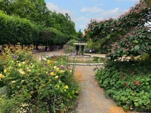 Rose garden in Hyde Park