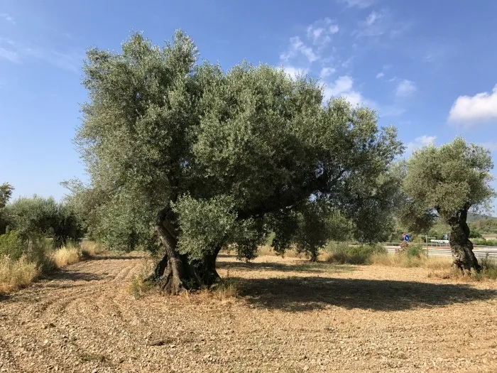 Olive trees in Castellon photo: Heatheronhertravels.com