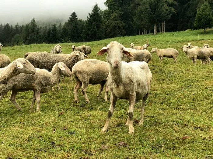 Hiking on the Windlegernweg - Salzkammergut Austria Photo: Heatheronhertravels.com