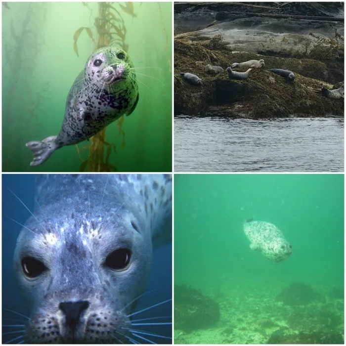 Seals in Nanaimo Photo: Sundown diving