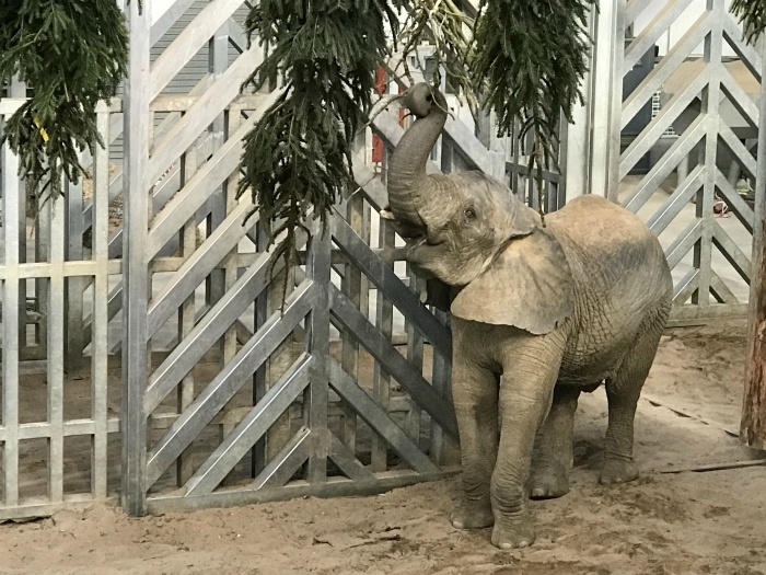 Bristol Christmas Events - Elephant at Noahs Ark Zoo Farm