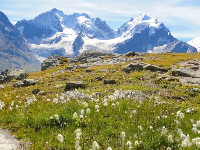 On the Fuorcla Surlej hike, you pass by flowers with a backdrop of glaciers. Hiking in St Moritz Photo © 2018 • The Artful Passport