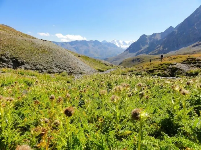 Engadin hiking - Flowers and greenery in between the mountains - hiking in St Moritz Engadin Switzerland Photo © 2018 • The Artful Passport