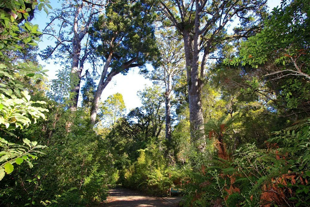 Waipoua Forest in North Island New Zealand Photo- Four Sisters Flickr