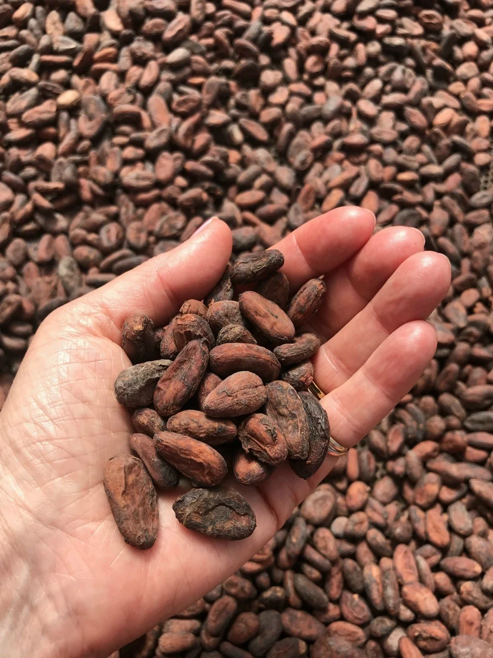 Cocoa beans at Belmont Plantation photo Heatheronhertravels.com