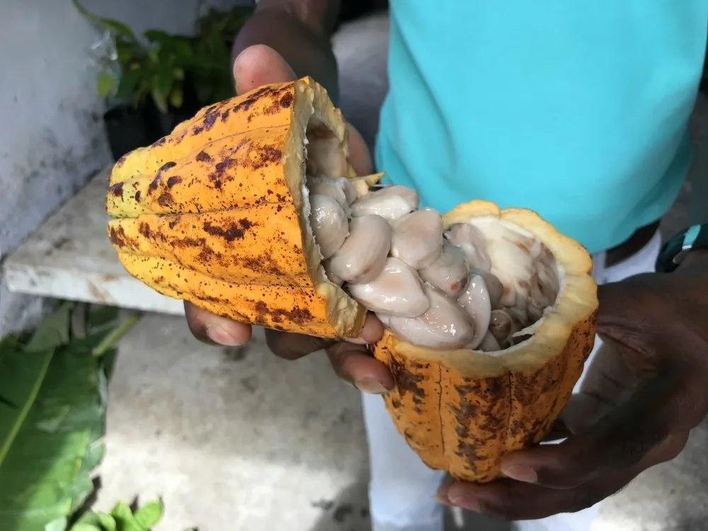 Cocoa pod at Belmont Plantation Photo Heatheronhertravels.com