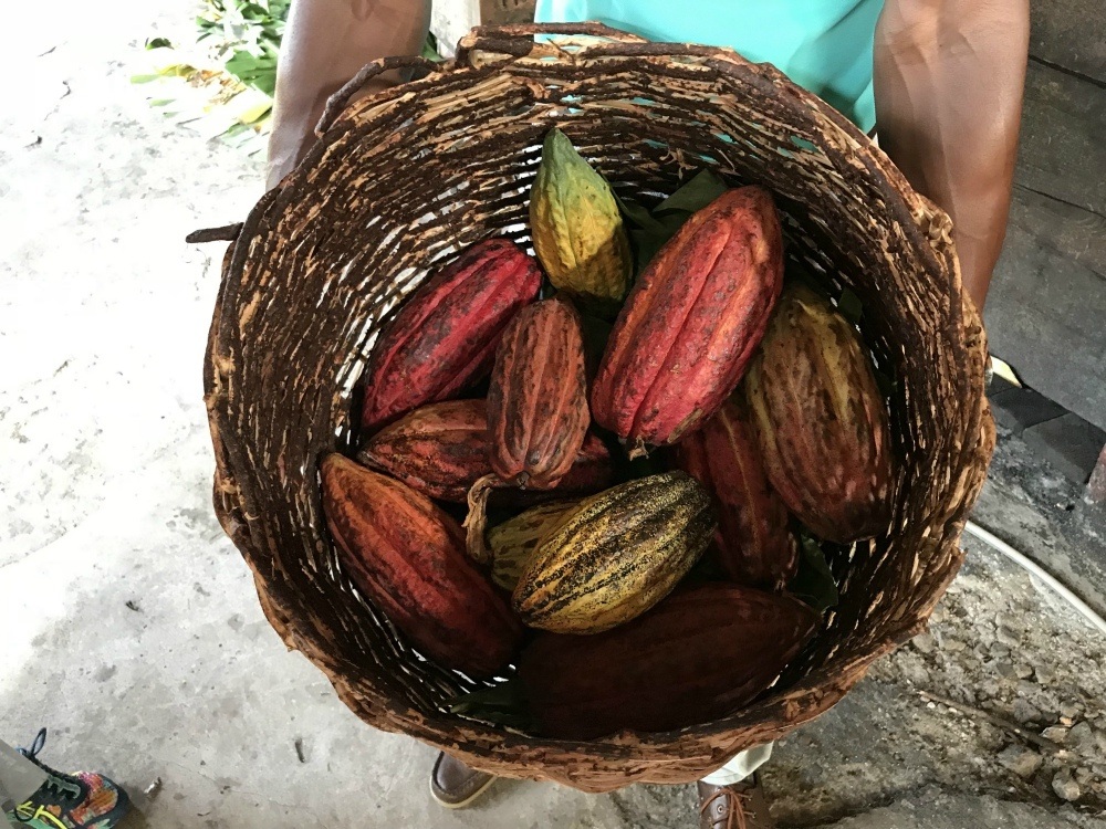 Cocoa pods at Belmont Plantation