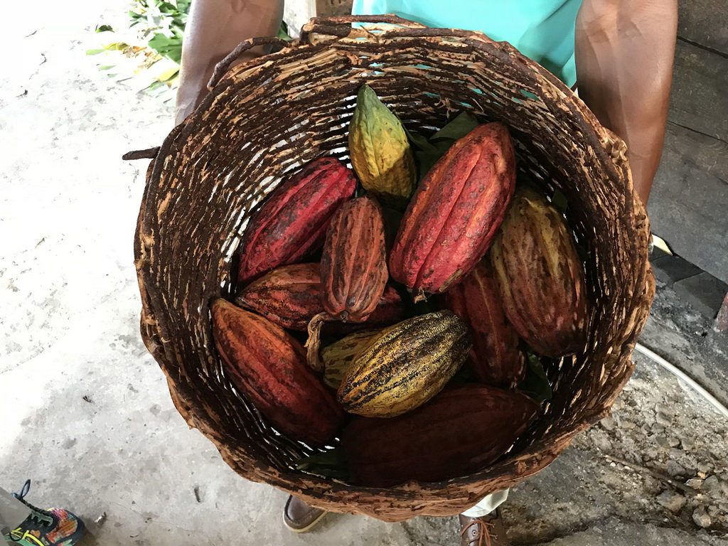 Grenada Chocolate fest - cocoa pods Photo Heatheronhertravels.com