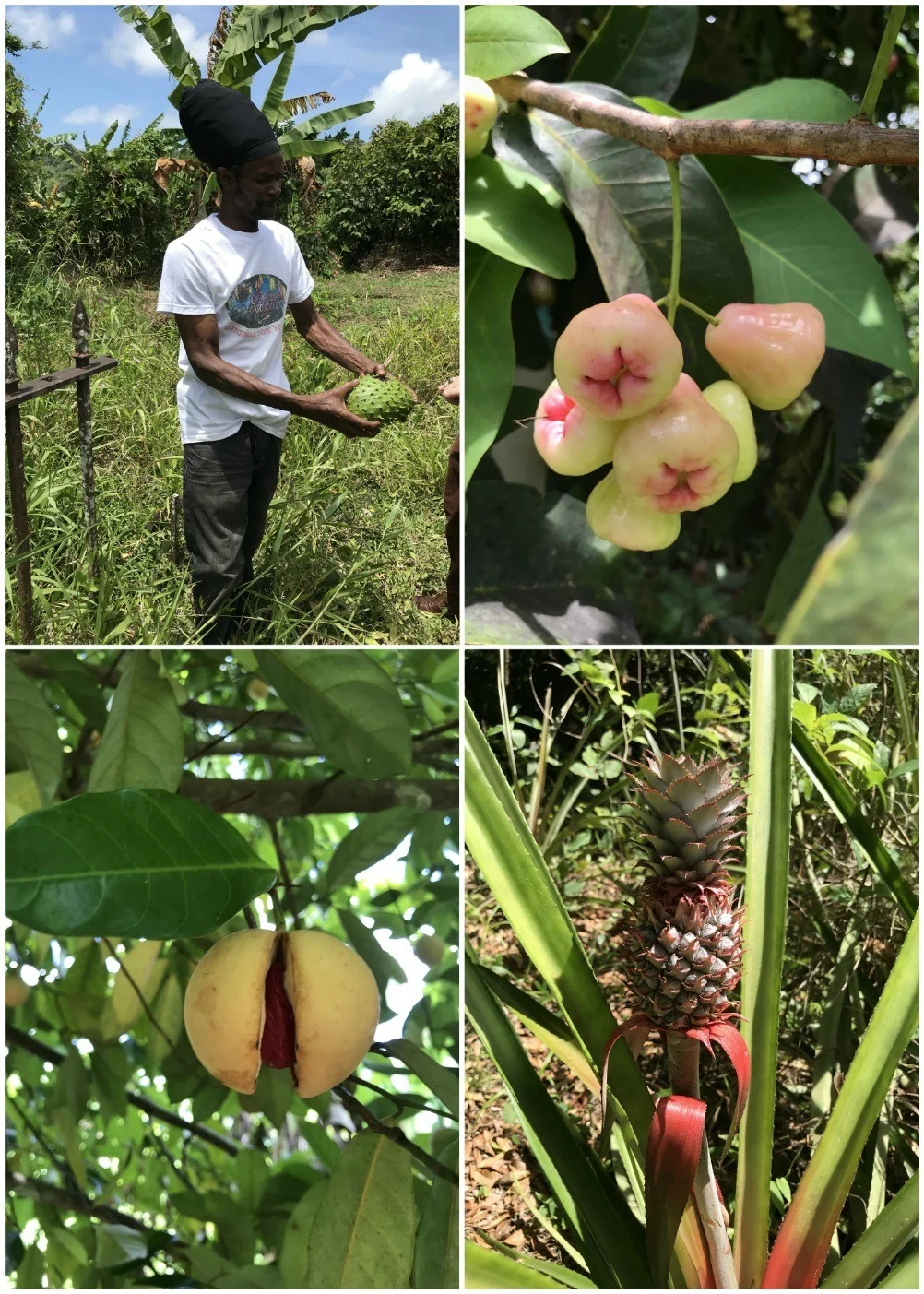 Plantation walk Grenada chocolate company Photo Heatheronhertravels.com