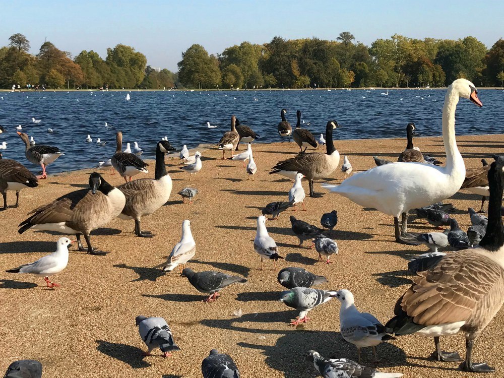 Ducks and Swans at the Round Pond in Kensington Gardens, London Heatheronhertravels