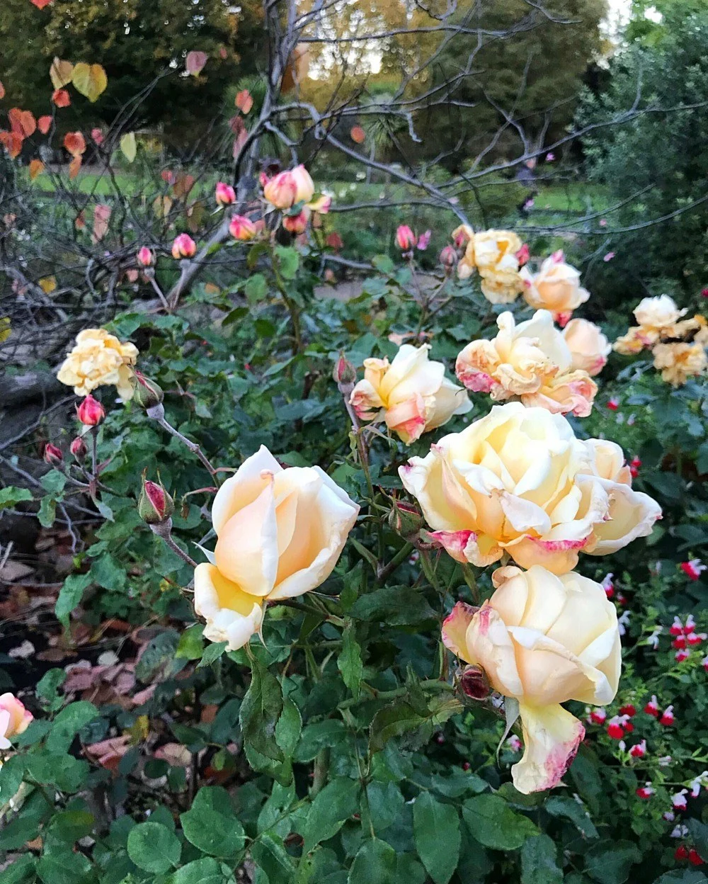 Roses in Hyde Park, London Photo Heatheronhertravels.com