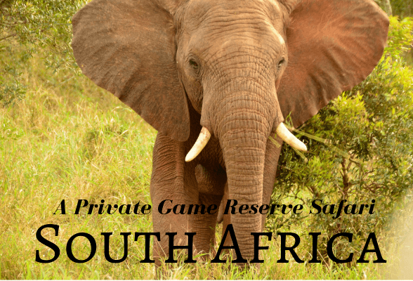 What to expect on a Private Game Reserve Safari in South Africa