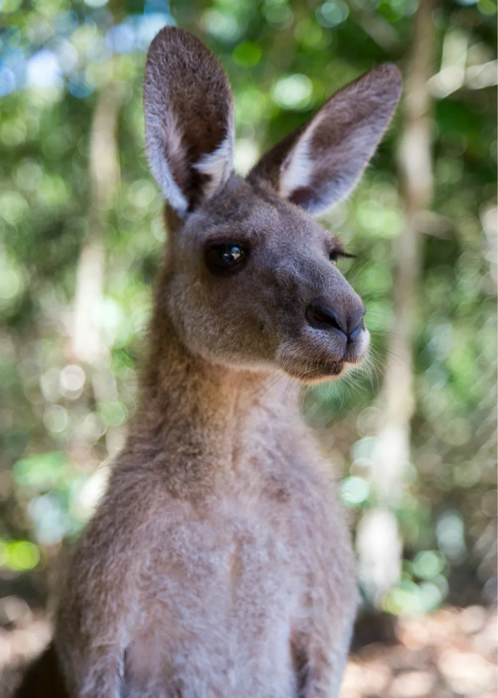 Kangaroo in Sydney Zoo Photo robert-koorenny-unsplash