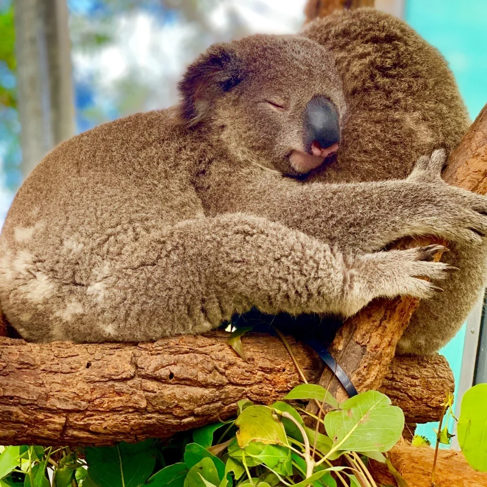 Koala in Sydney Toranga Zoo Australia Photo- valdez-unsplash