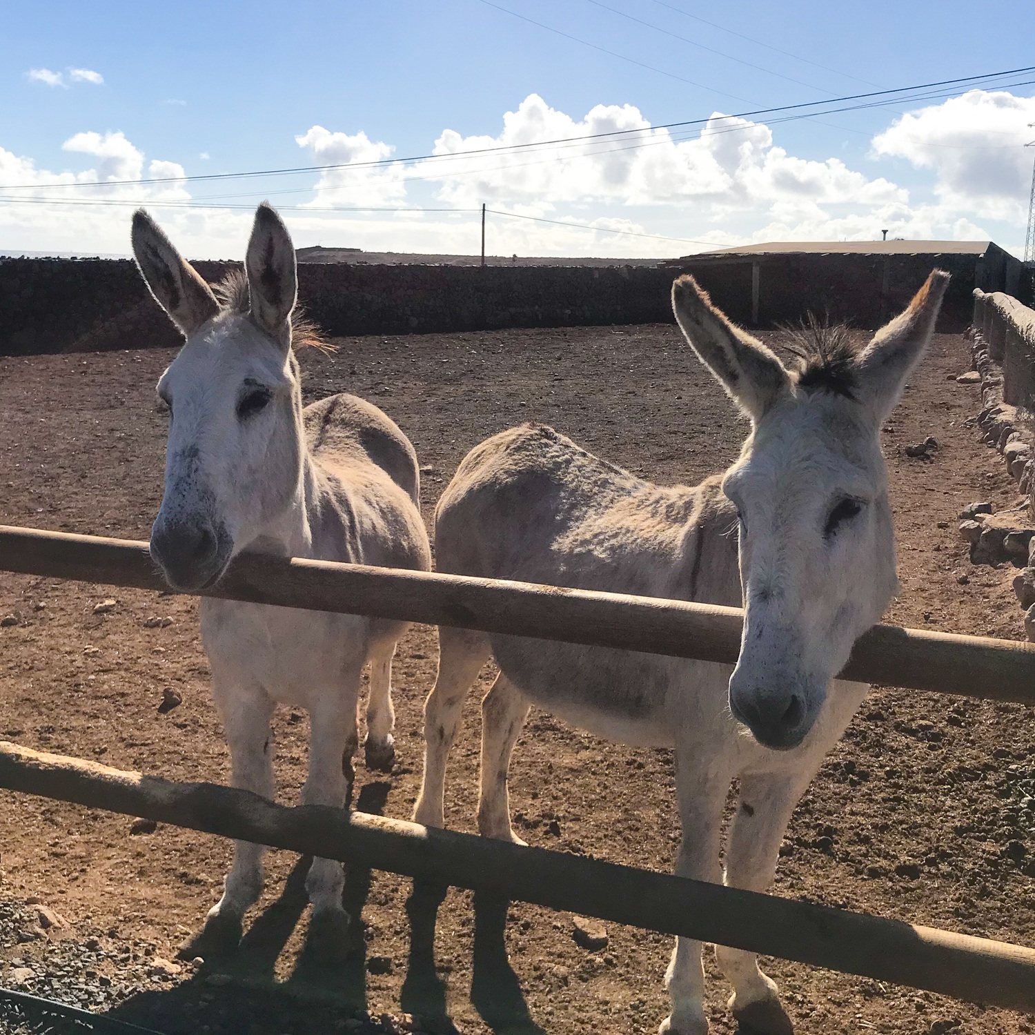 Donkeys at Finca de Arrieta with Lanzarote Retreats Photo: Heatheronhertravels.com