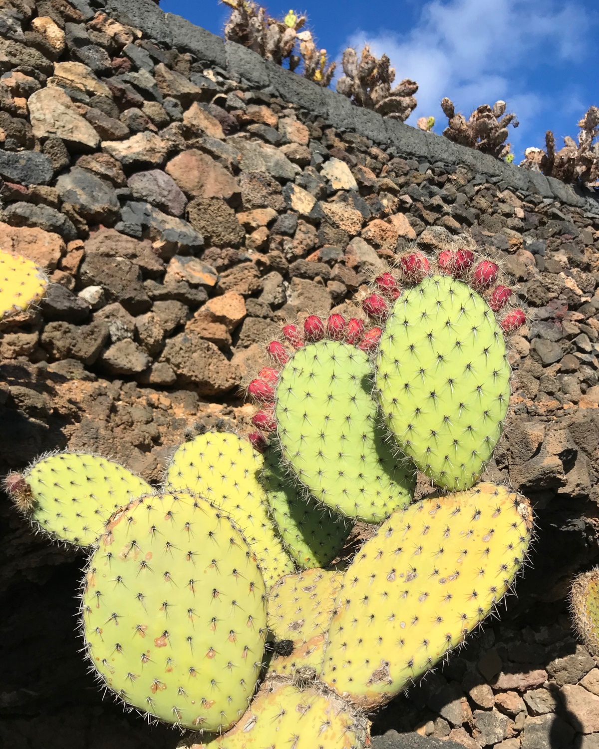 Prickly pears in Lanzarote Photo Heatheronhertravels.com