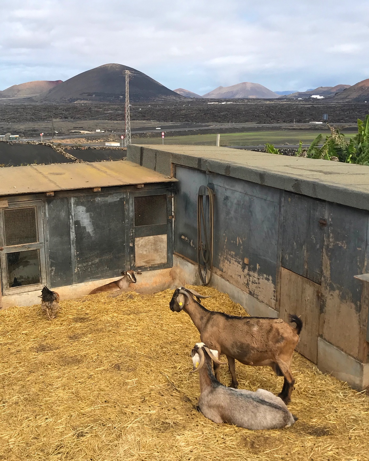 Goats at Vega Volcan Winery in Lanzarote Photo Heatheronhertravels.com