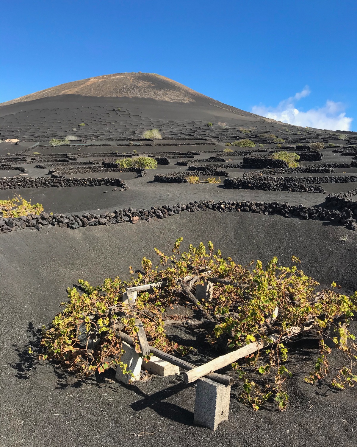 Vines in Lanzarote Photo Heatheronhetrravels.com